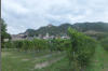 022-Drnstein mit Kuenringerburg und Veltliner-Weingarten